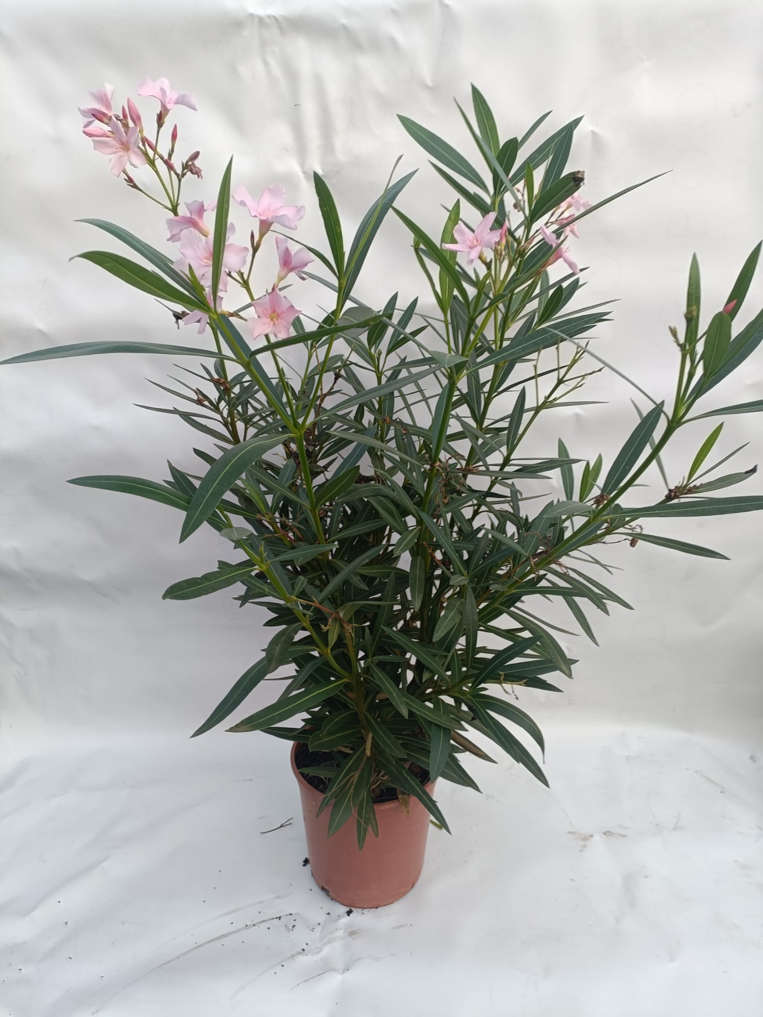 Nerium oleander - Roos